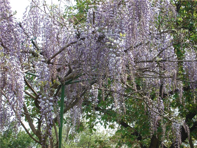 glicinija